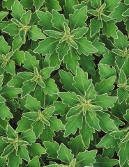  Chrysanthemum Foliage - ,   