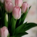  , Pink Tulips  