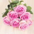  , beautiful pink roses  