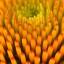 Coneflower Pattern  