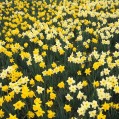  Hillside of Daffodils, Louisvi  