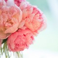   , peonies  