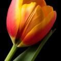  , yellow tulip  