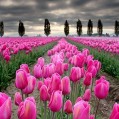   , pink tulips  