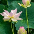   , lotus  