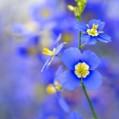  , blue flower  