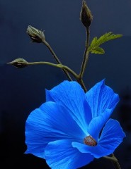  blue flower,   - ,   