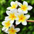  , frangipani  