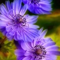  , urple flowers  