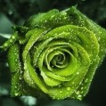   , green rose  