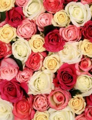  Fragrant Roses - ,   