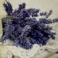  , lavender  