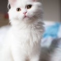 , white cat