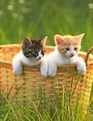  Kittens - ,   