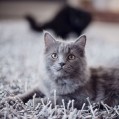  , grey cat