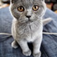 , scottish fold