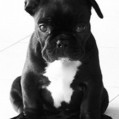 French_Bulldog