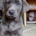 , Silver Lab